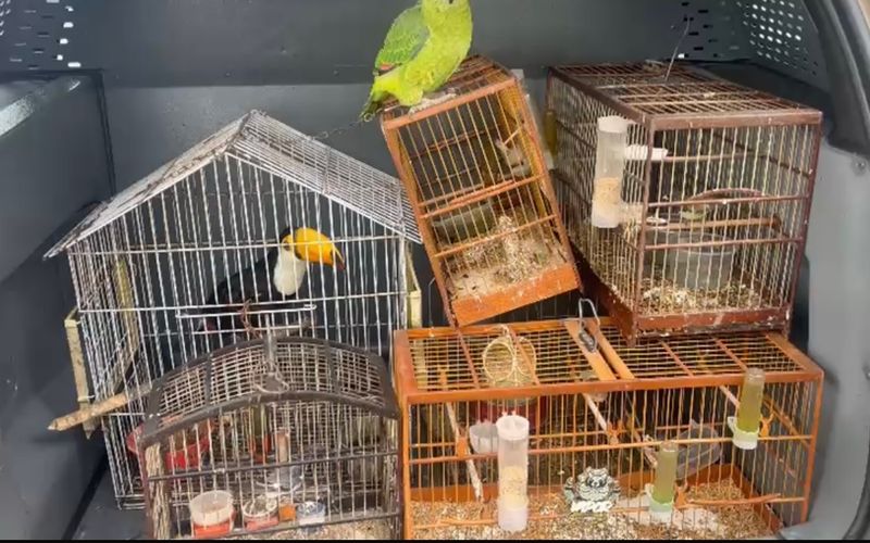 Tucano, papagaio e outros pássaros foram resgatados pela Polícia Militar/Foto: Coppa