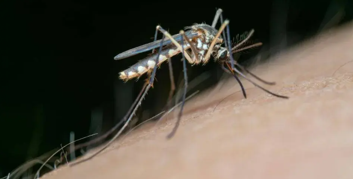 Casos de dengue no Brasil são menores em comparação com 2024. Foto: reprodução/ pexels