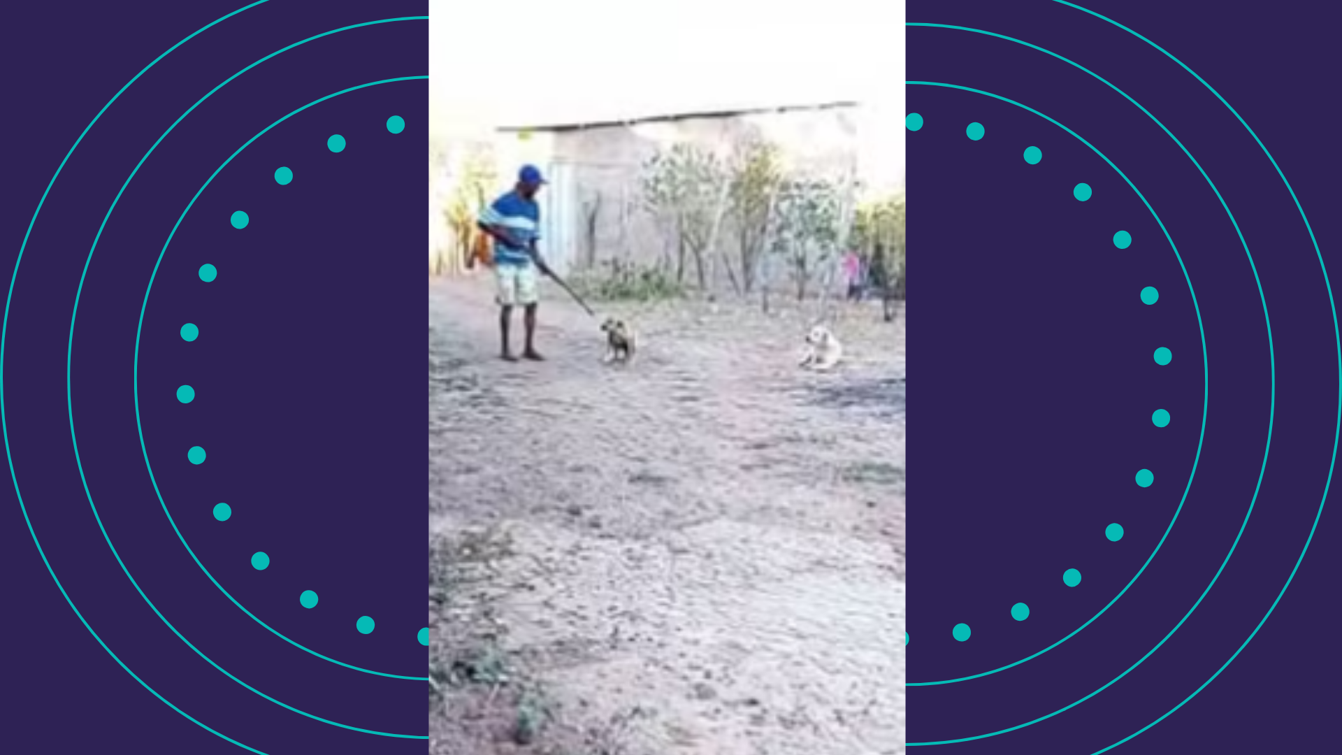 Homem mata cachorro a tiros na Bahia. Foto: reprodução