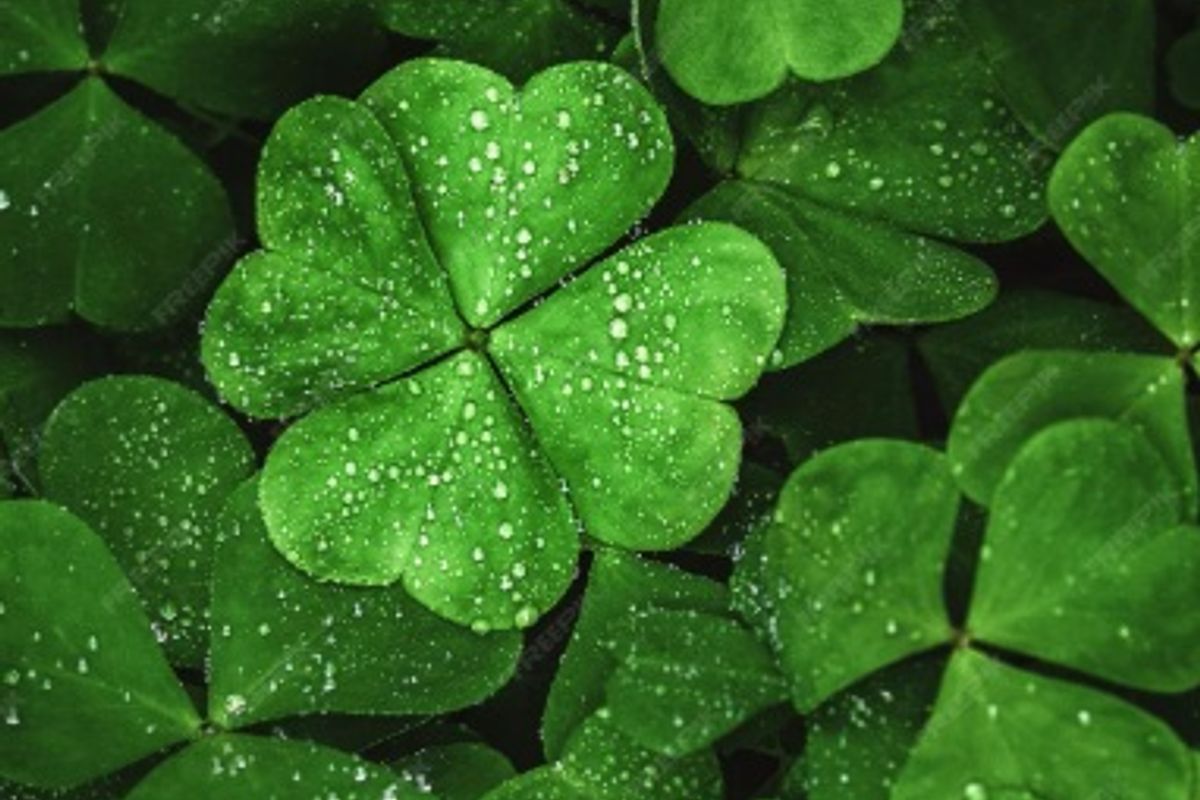 Trevo de Quatro Folhas. Foto: Ilustra&ccedil;&atilde;o | Freepik