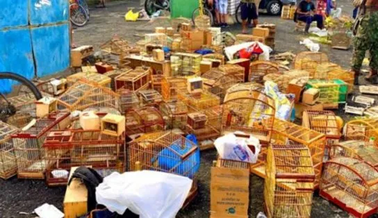 Operação resgata quase 400 animais silvestres em Feira de Santana 