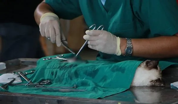Webinários discutem futuros da Medicina Veterinária e Zootecnia pós-pandemia; inscreva-se