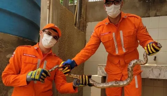 Susto no quintal: família encontra cobra em residência e bombeiros resgatam animal na Bahia