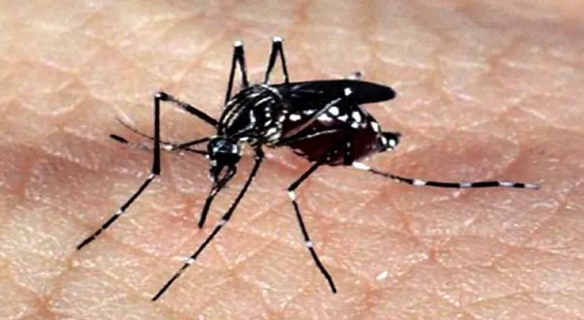 Belo Horizonte decreta situação de emergência por infestação do Aedes aegypti