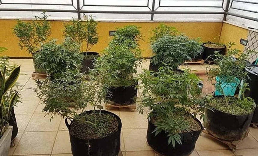 Delegado é preso por cultivar maconha dentro de apartamento em Itapoã