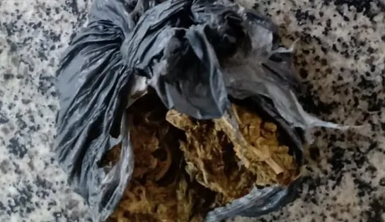 Traficante de drogas é preso durante operação da PM na localidade da Gamboa, em Salvador