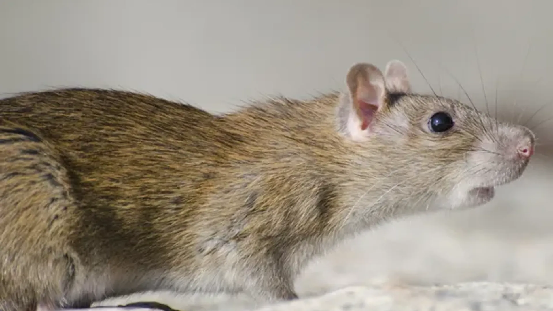 O homem afirmou ter sido agredido pelo rato e que os ferimentos que tinha foram causados pelo animal. Foto: Ilustrativa/Freepik