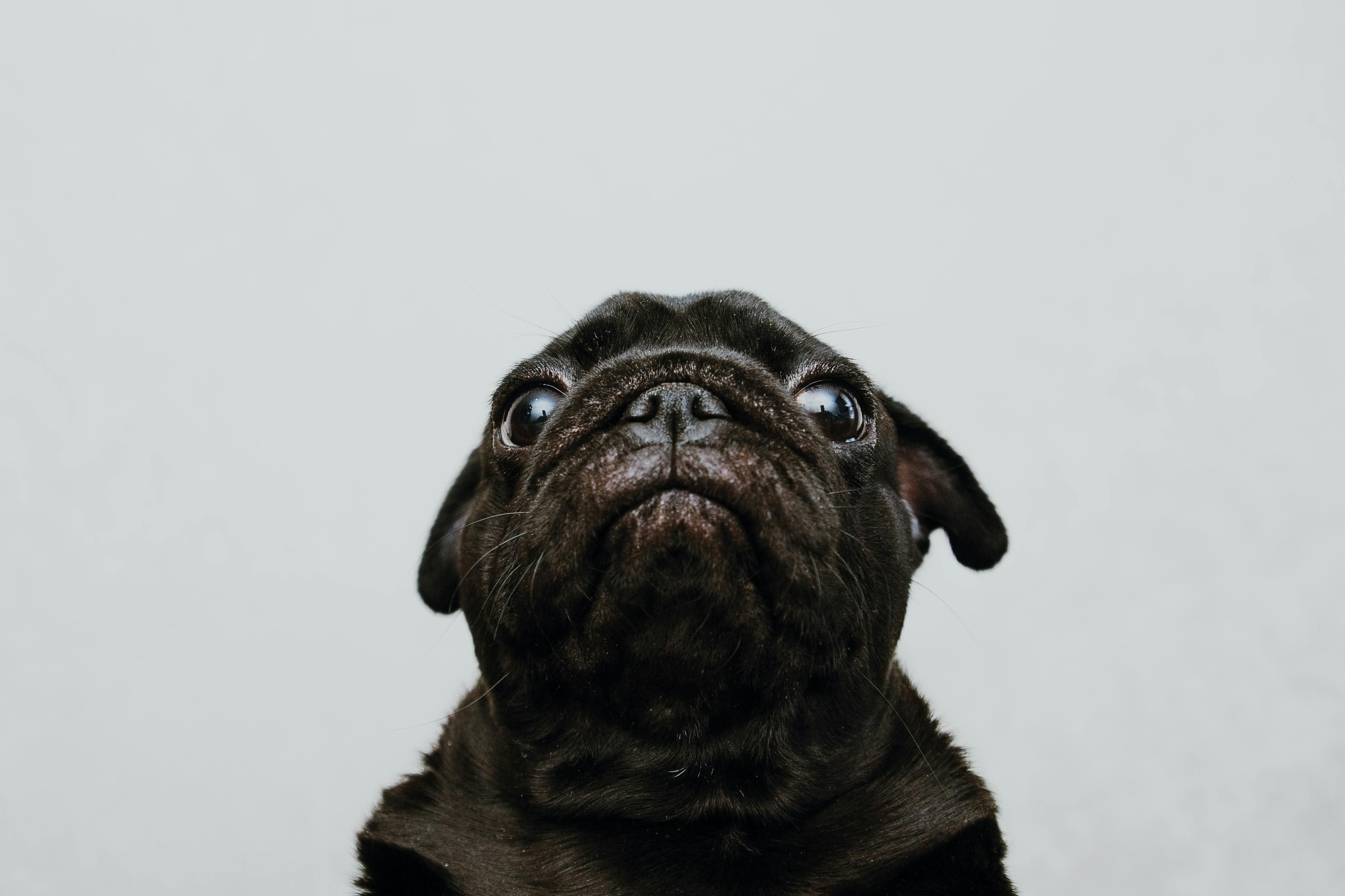 Para celebrar a vida desses companheiros, 26 de agosto é dedicado ao Dia Mundial do Cachorro. | Foto: Ilustrativa/Pexels