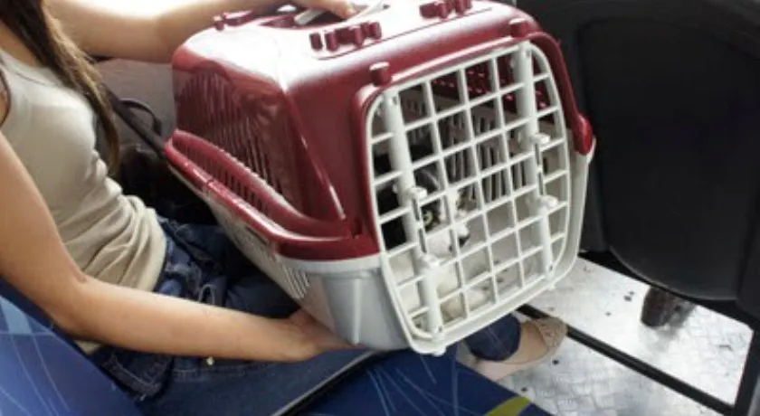 Prefeitura autoriza o transporte de animais domésticos nos ônibus de Salvador