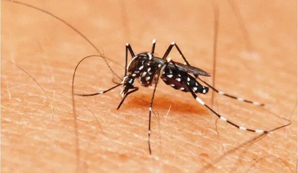 Aumento nos casos de chikungunya chega a 740% em Salvador; interior também tem mais registros