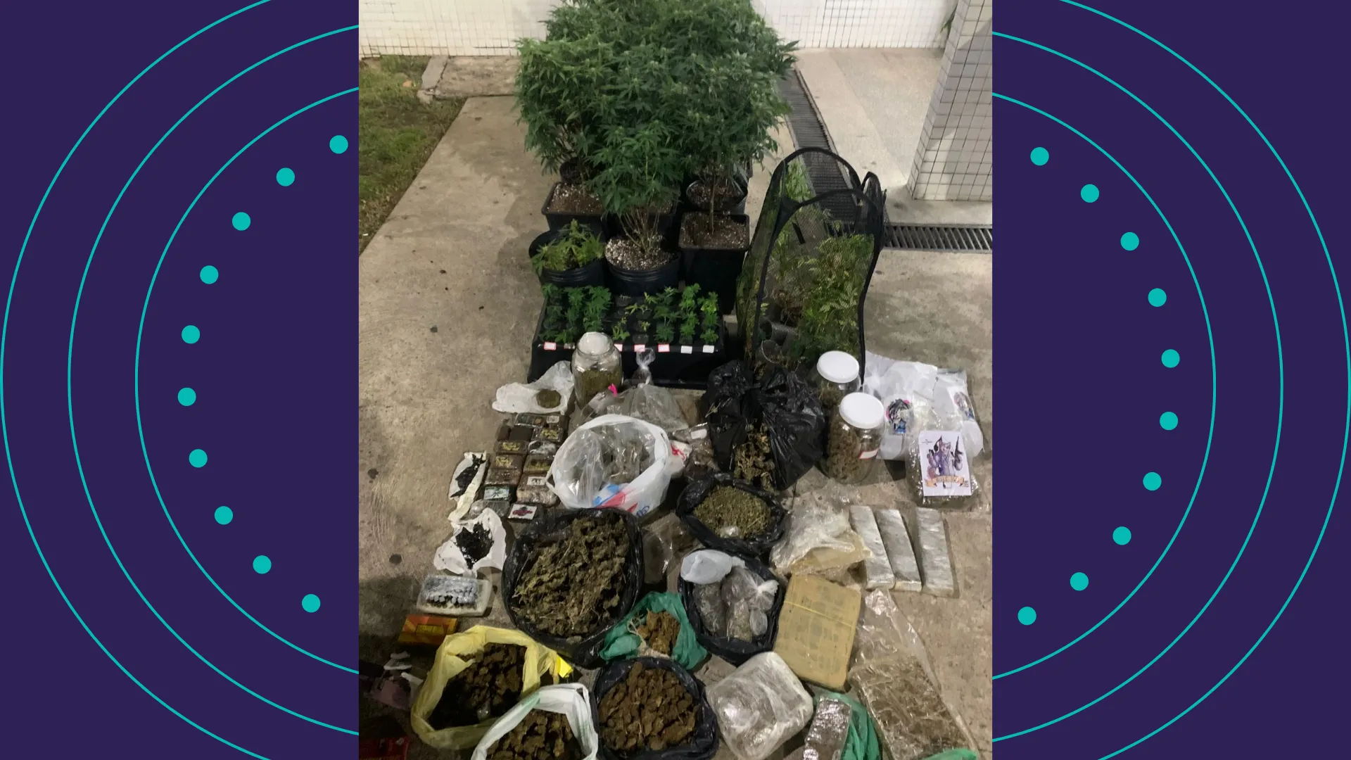 PM descobre estufas com 40 pés de maconha em Pituaçu