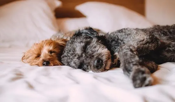 Animais de estimação podem pegar e transmitir o Covid-19: verdade ou mentira?