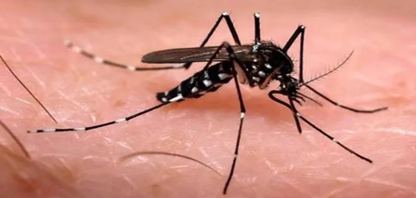 EPIDEMIA: Casos de dengue crescem mais de 170% e matam 843 brasileiros em 2015