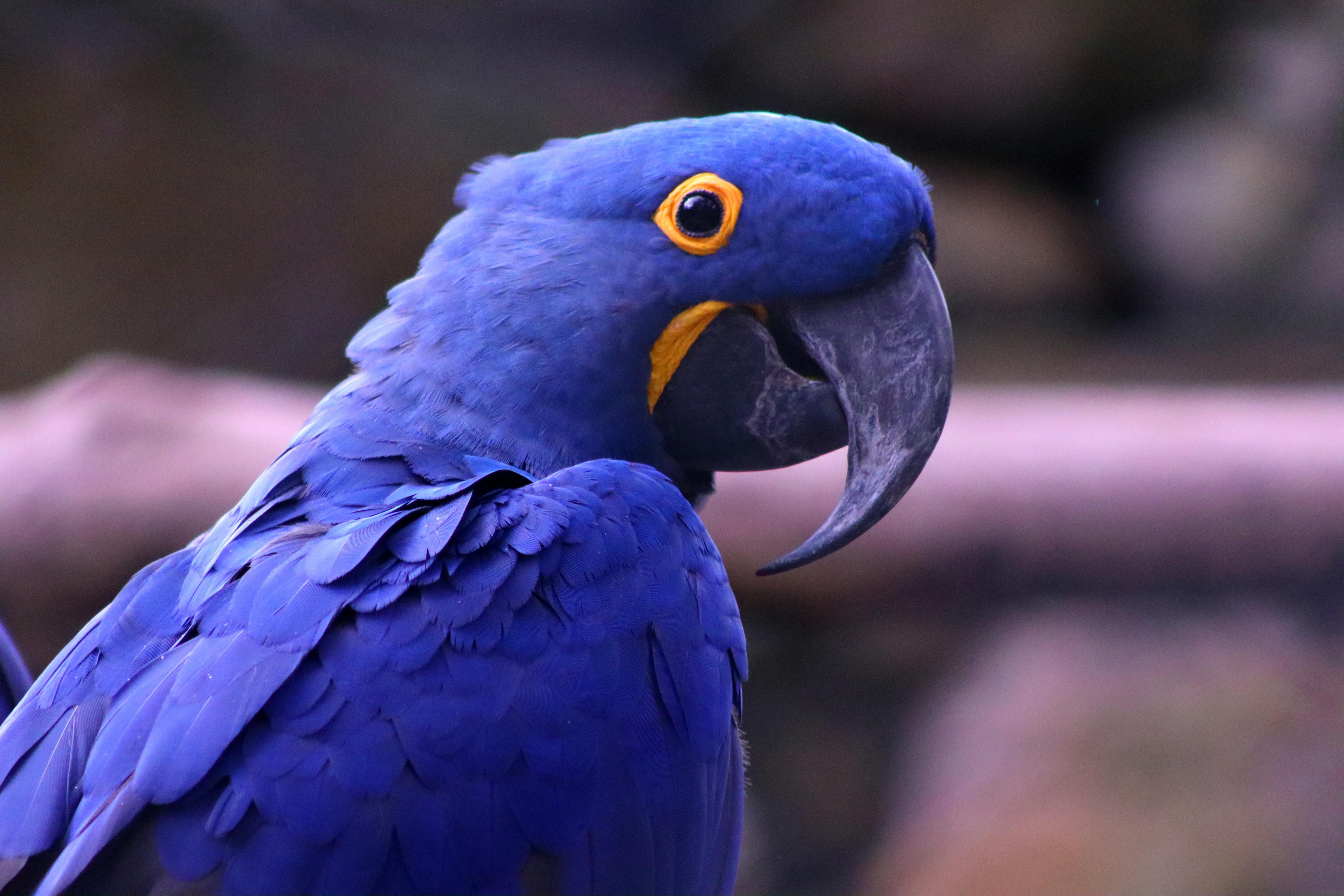 Entre os principais fatores estão o desmatamento, as queimadas, a caça e o tráfico de animais silvestres. | Foto: Dominique Ramos/Pexels
