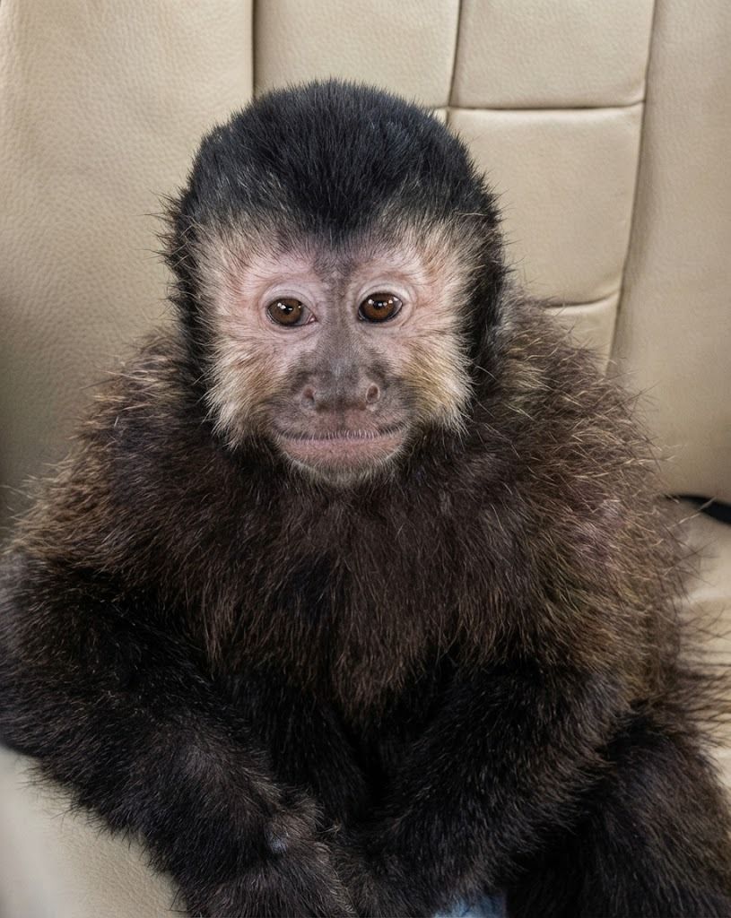 Macaco Prego Alcebiades É Resgatado Pela Coppa Após Invadir Casas Em Condomínio De Salvador