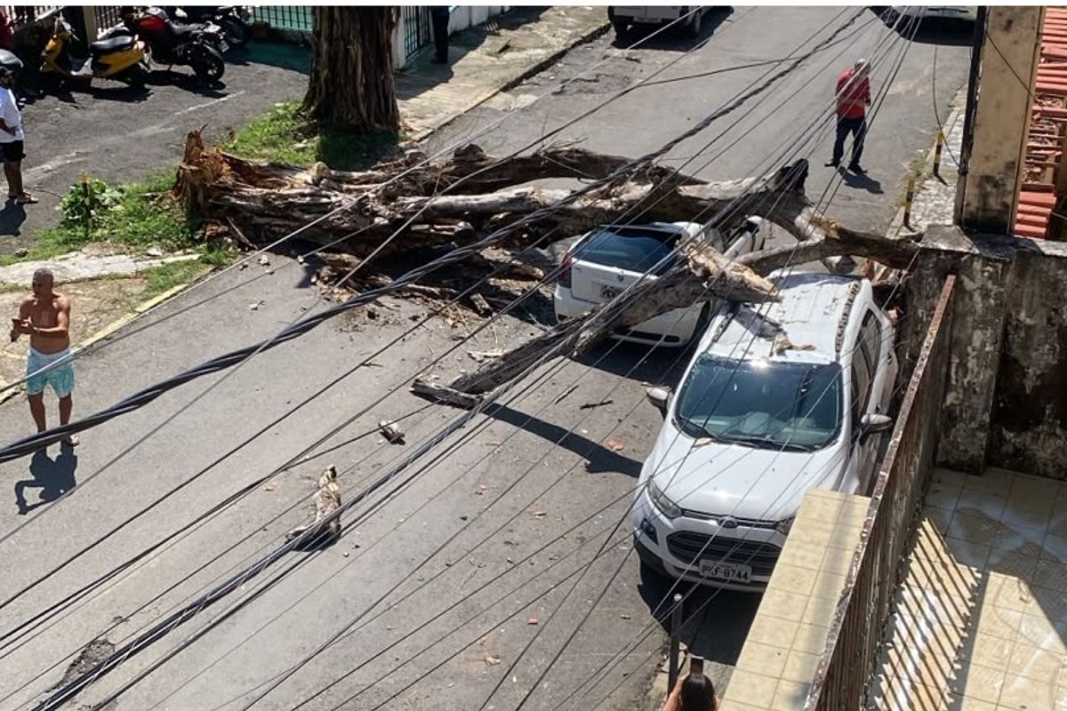 DEstro&ccedil;os de &aacute;rvore cai sobre carros. Foto: Leitor | Aratu On