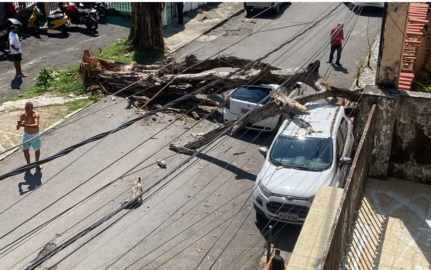 Destroços de árvore cai sobre carros e interdita trânsito no IAPI, em Salvador