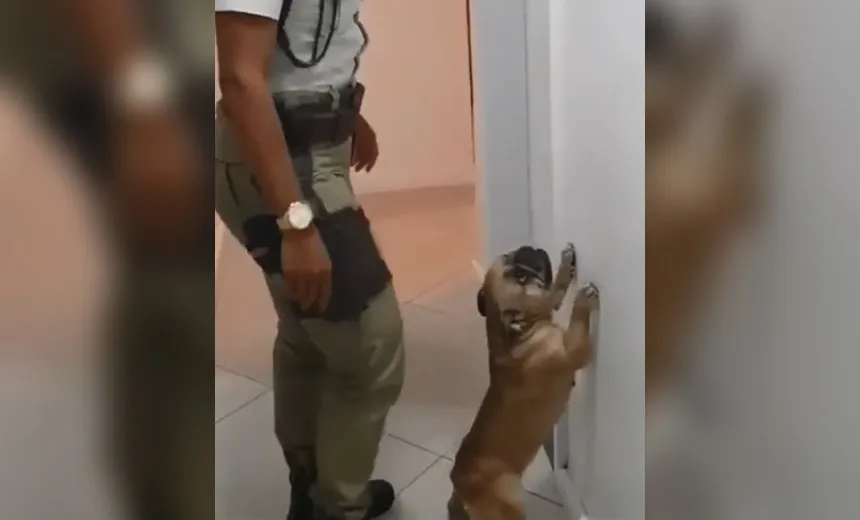 Em abordagem policial, cachorro recebe ‘baculejo’; veja vídeo