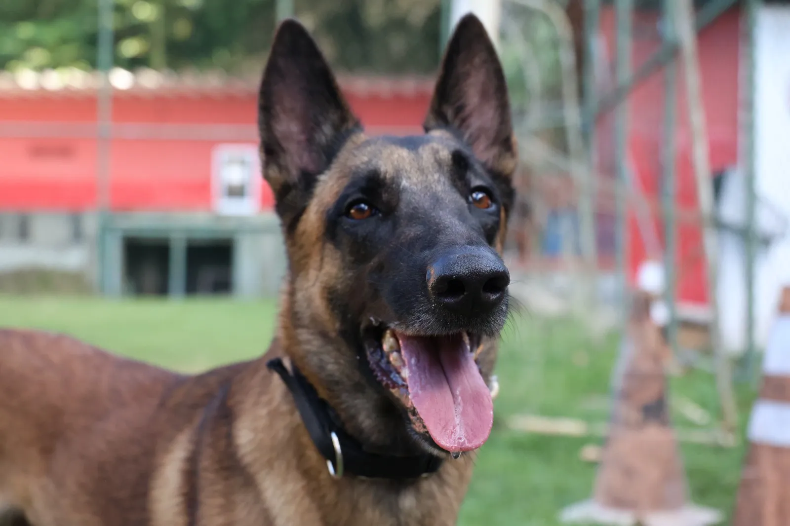 Conheça Rambo, cão bombeiro da Bahia que já conquistou duas certificações nacionais