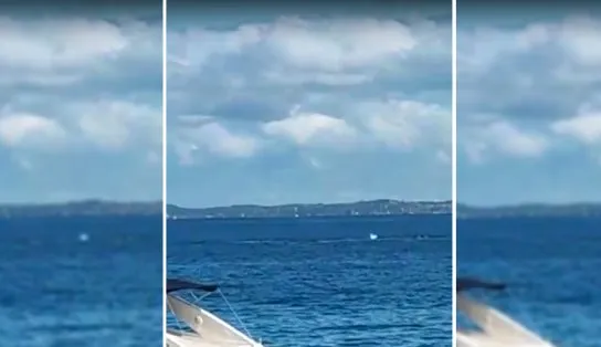 Grupo de baleias é avistado na Baía de Todos-os-Santos neste sábado; veja o vídeo