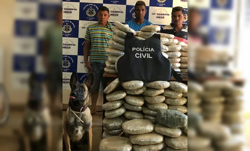 Cadela da Polícia Civil localiza 132 kg de maconha enterrados em Irecê
