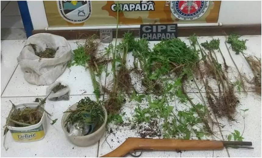Polícia erradica plantação de maconha no Vale do Capão