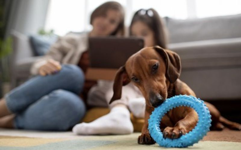 Animais adotados costumam viver mais e com melhor qualidade de vida quando recebem acompanhamento veterin&aacute;rio, alimenta&ccedil;&atilde;o adequada e um per&iacute;odo de adapta&ccedil;&atilde;o respeitado pela nova fam&iacute;lia/Foto: Freepik&nbsp;