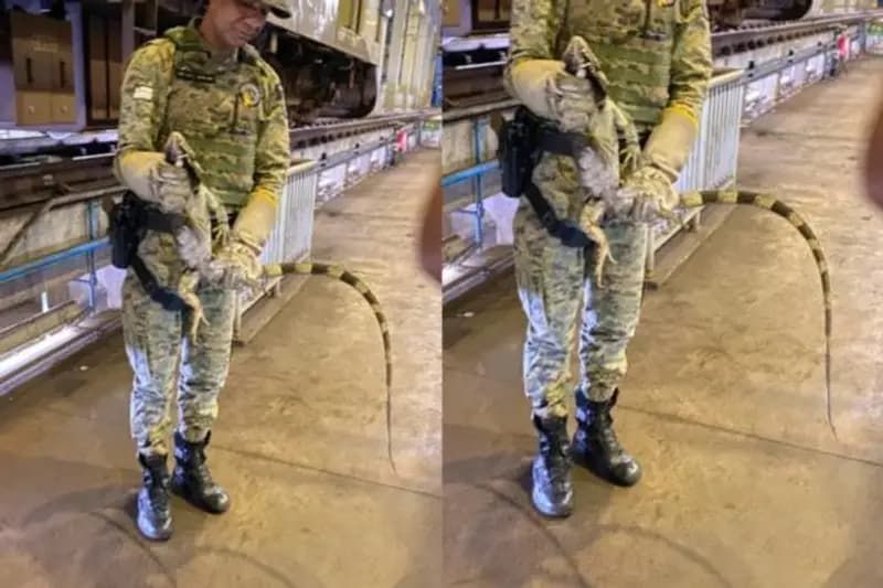 Iguana foi encontrada nos trilhos do metr&ocirc; de Salvador durante manuten&ccedil;&atilde;o preventiva 