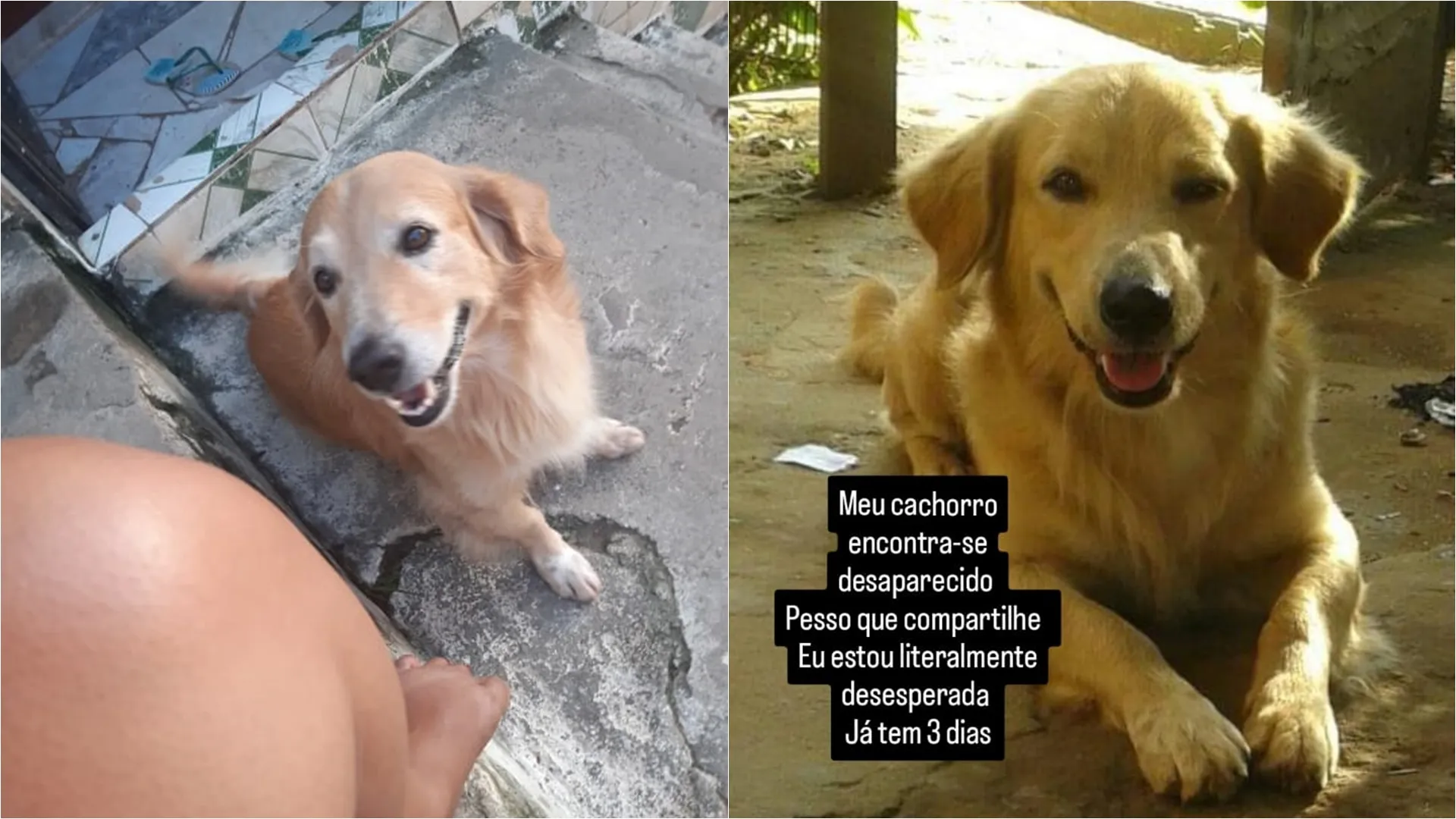 'A gente tem recebido informações de que viram ele, mas, nunca é nada concreto', diz tutora