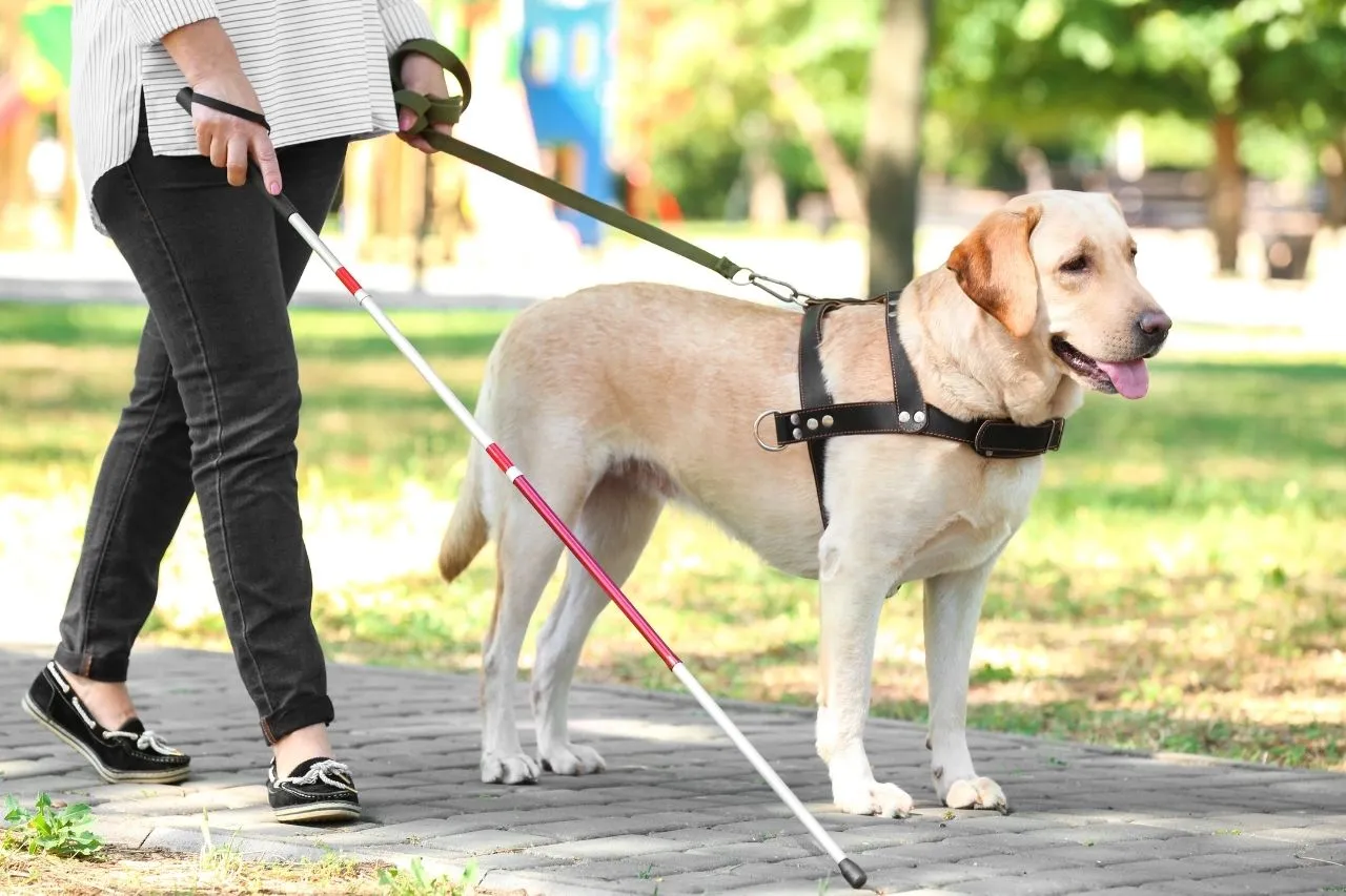 Salvador cria multa de até R$ 30 mil para quem barrar cão de assistência