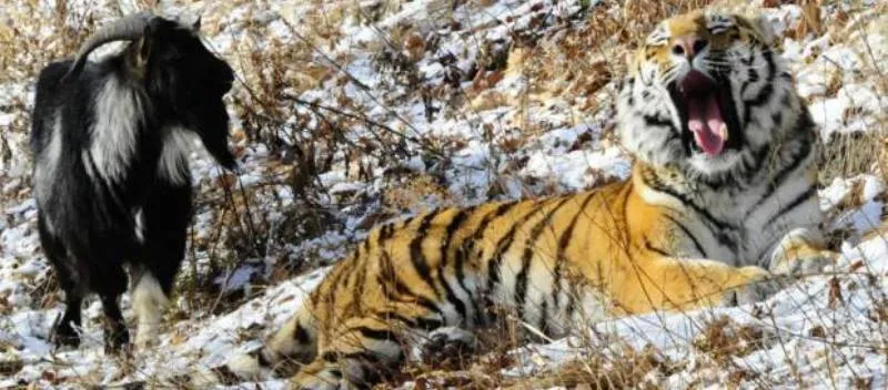 ‘FOFURICE’: Bode é colocado em jaula para ser ‘devorado’ por tigre, mas vira amigo do felino; Veja vídeo