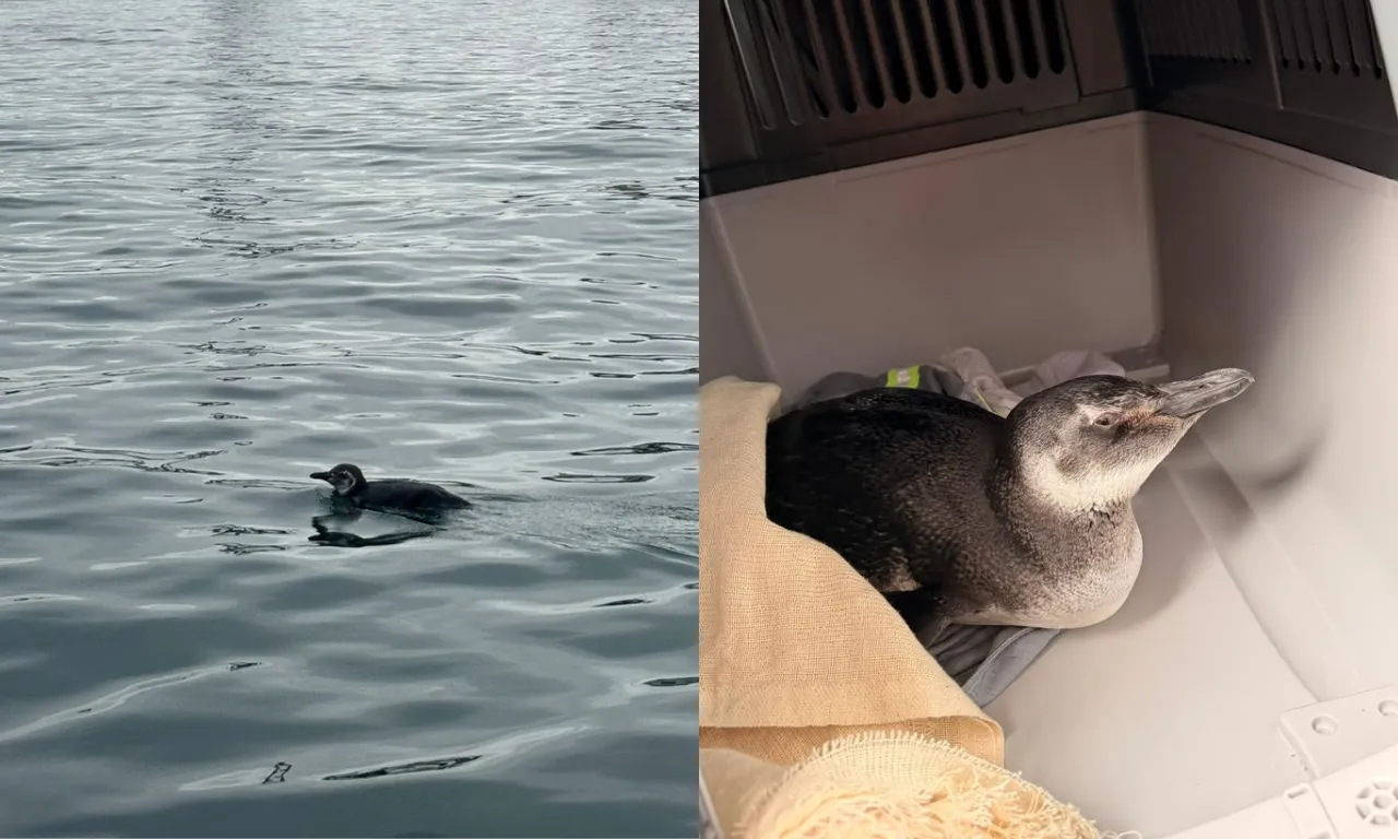 Pinguim em Salvador