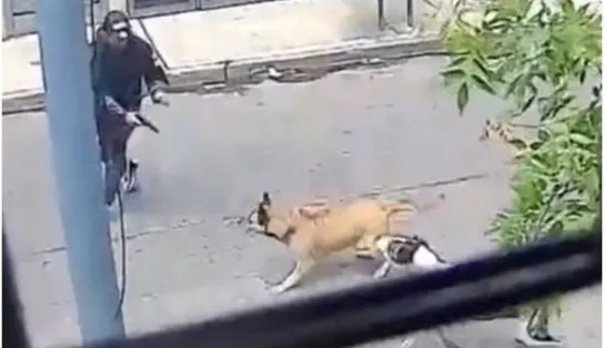 Anjo de 4 patas: cães de rua colocam bandidos para correr e impedem assalto; veja vídeo