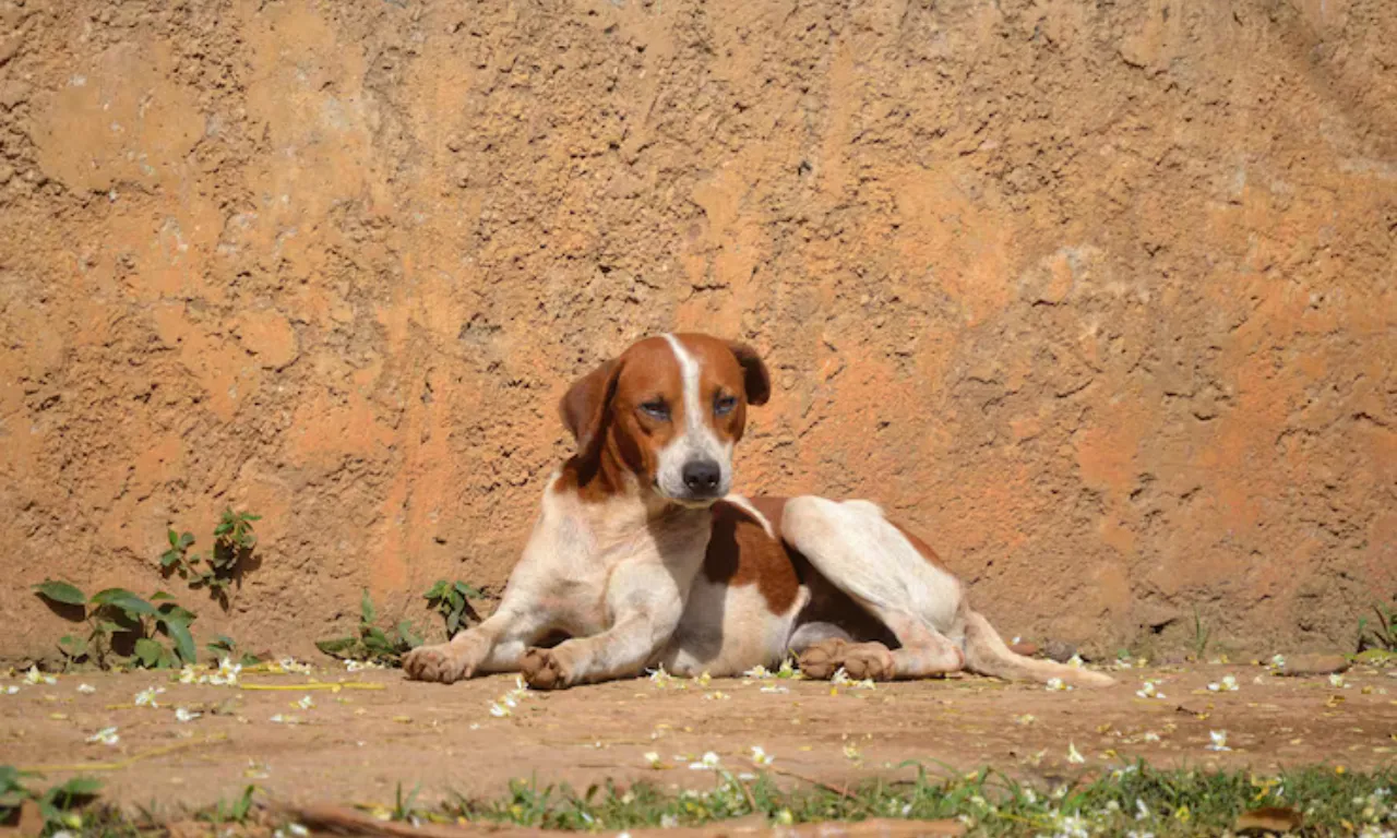 Cachorro de rua