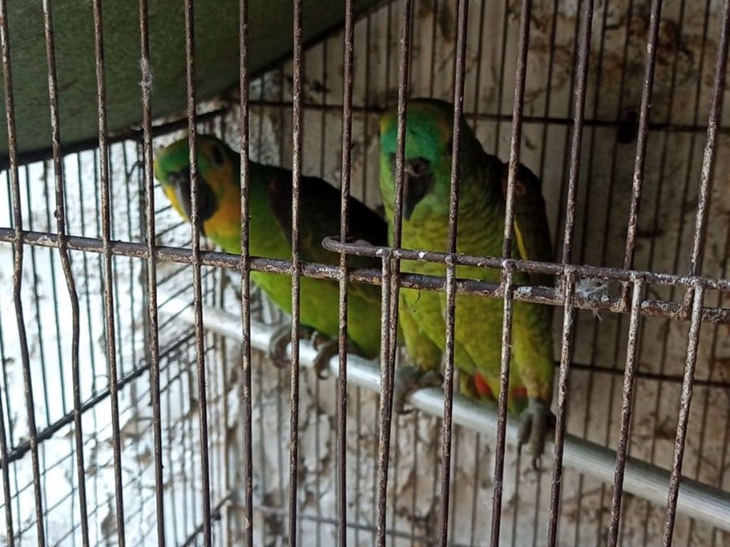 Animais Resgatados Pernambues