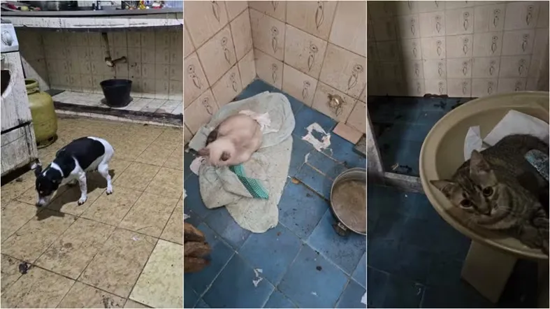 Médico é preso com cachorros congelados em freezer; vídeo