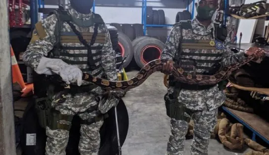 Olha a cobra: duas jiboias são encontradas em Salvador e assustam moradores de São Caetano e Pirajá