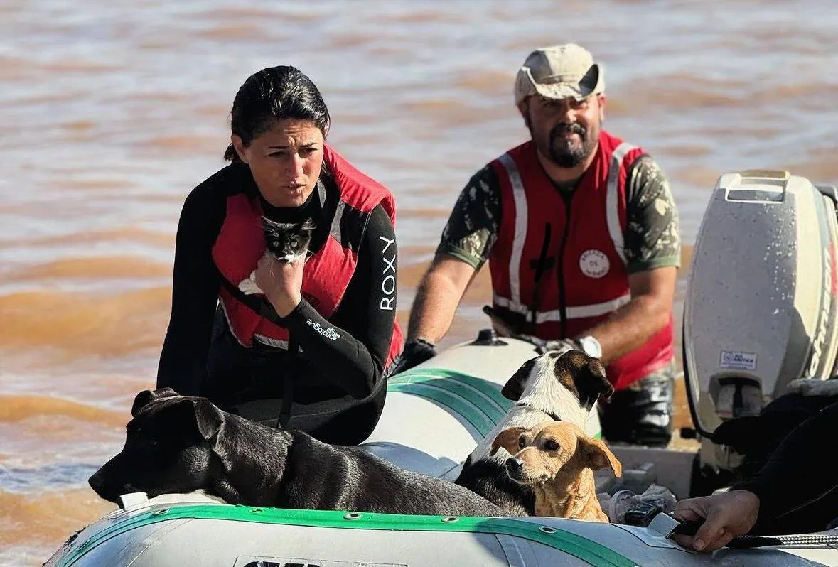 Mais de 10 mil animais já foram resgatados das enchentes do Rio Grande do Sul