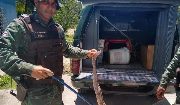 Jiboia é encontrada dentro de tanque de residência no município de Camaçari