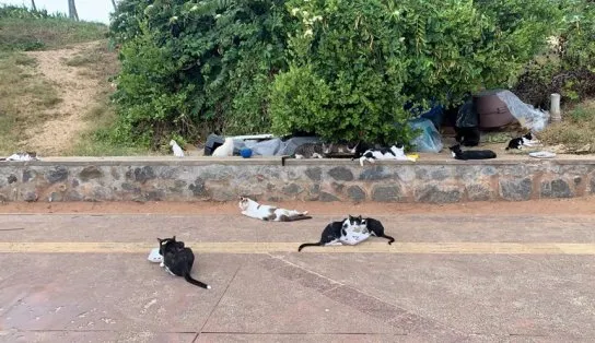 Megaoperação tenta acabar com grande colônia de gatos abandonados em Salvador