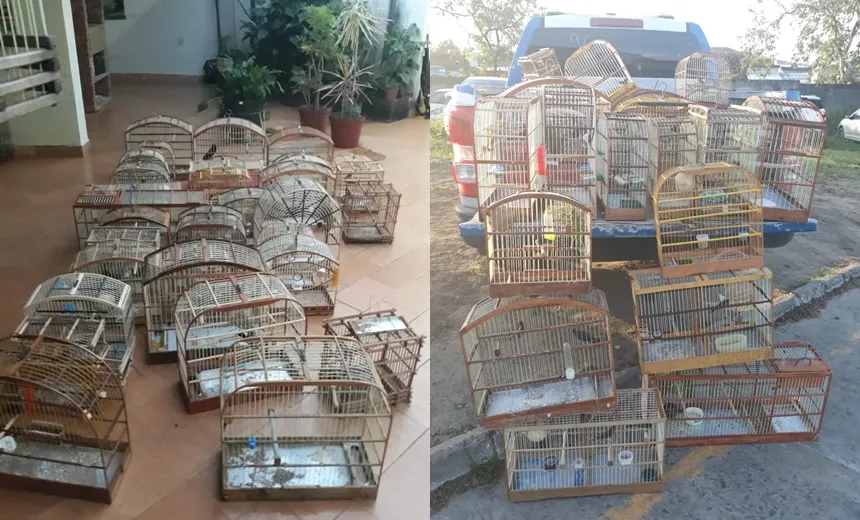 Polícia apreende 43 pássaros silvestres em cativeiro em Porto Seguro