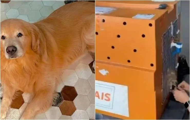 Cachorro morre após ser enviado para destino errado pela Gol; 'acabou com a nossa família', diz tutora