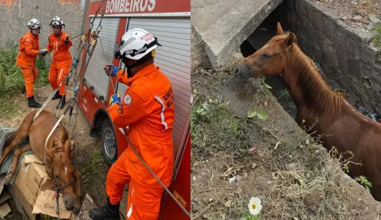 Égua é resgatada após cair em canal de água na Bahia 