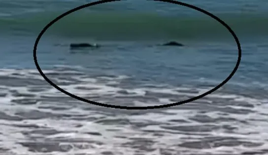 Pescador vê 'tronco' flutuando na praia e tem surpresa ao saber que era um crocodilo gigante; veja vídeo