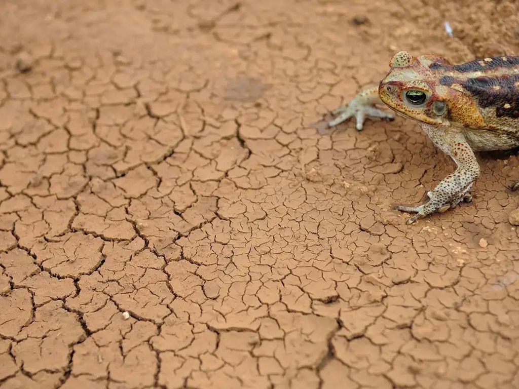 Segundo a Prefeitura de Morro do Chapéu, a seca tem afetado as regiões Norte, Sul, Leste, Oeste e Extremo Norte do município. Foto: Fernando Frazão/Agência Brasil