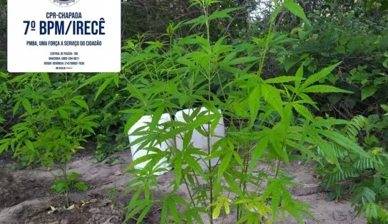 Plantação de maconha as margens do "Velho Chico" é descoberta pela polícia