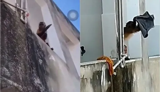 Macaquinho viraliza nas redes sociais após ser gravado amolando faca e batendo roupa; "verdadeira bagunça"