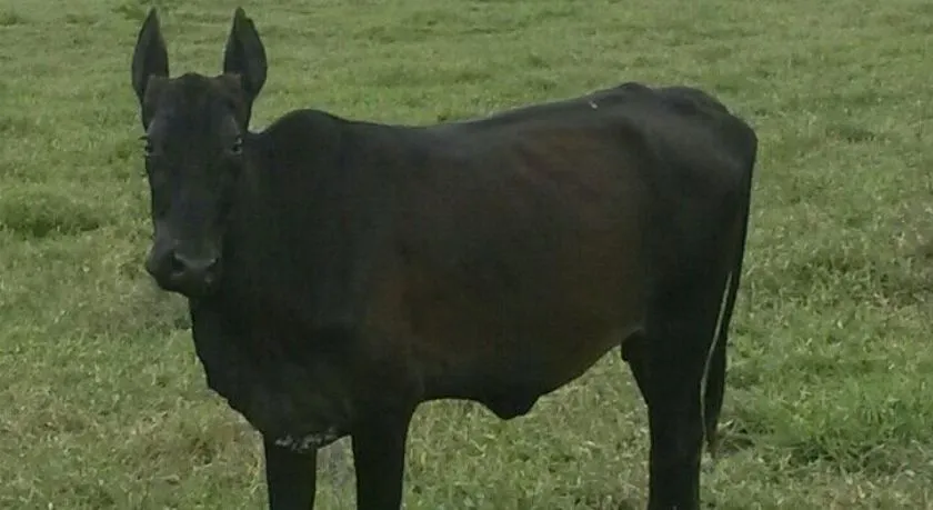 ALGUÉM PULOU A CERCA:  Filhote com cabeça de cavalo e corpo de boi nasce em Conceição do Almeida e desperta curiosidade