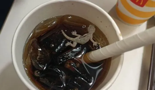 Cliente acha lagartixa dentro do copo de refrigerante e McDonalds é multado pelo caso