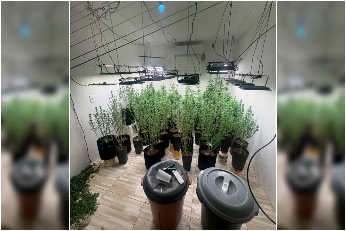 Polícia encontra estufa com mais de 50 pés de maconha em imóvel de Salvador